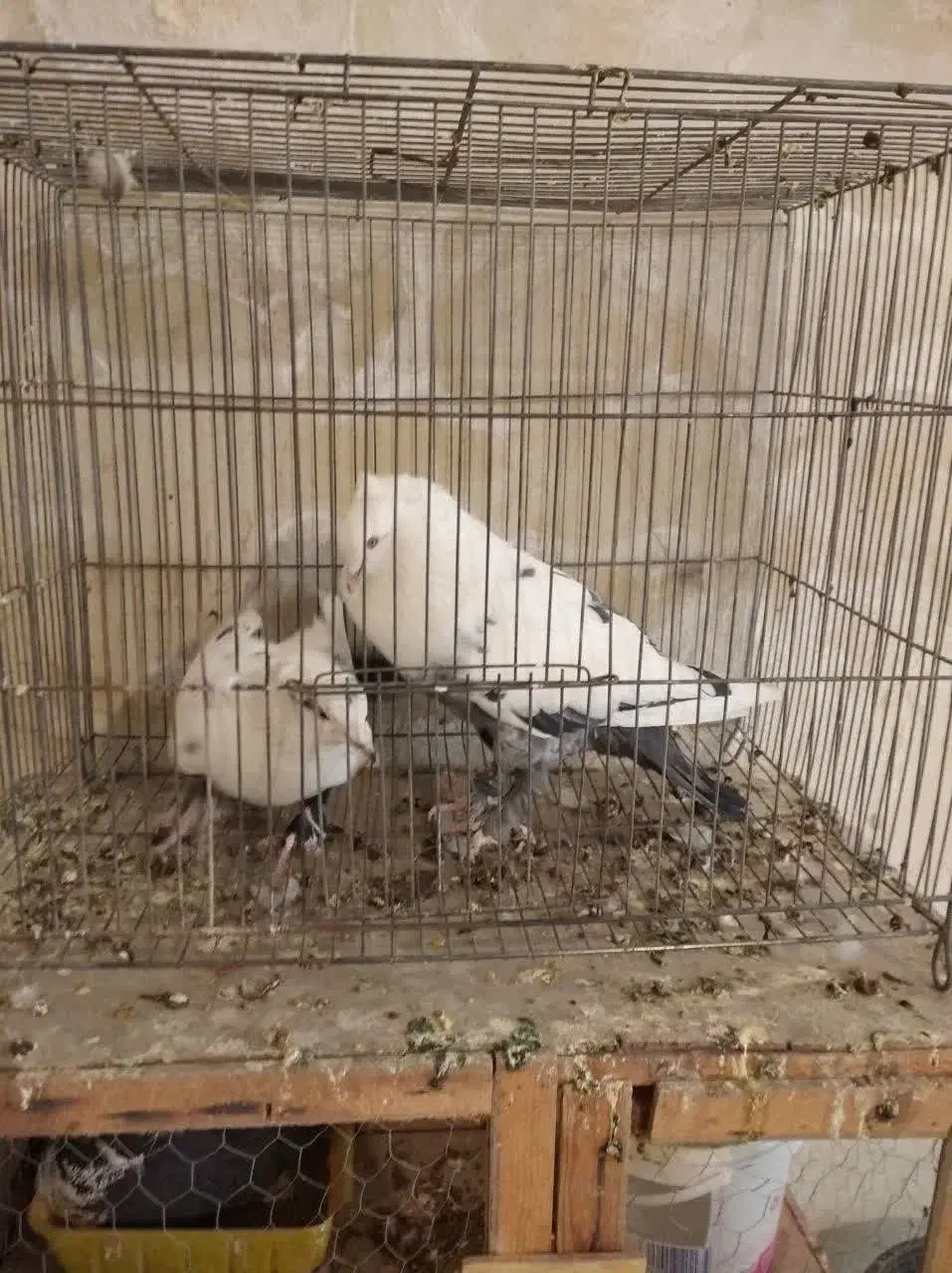 دمبی|پرنده|مبارکه, |دیوار