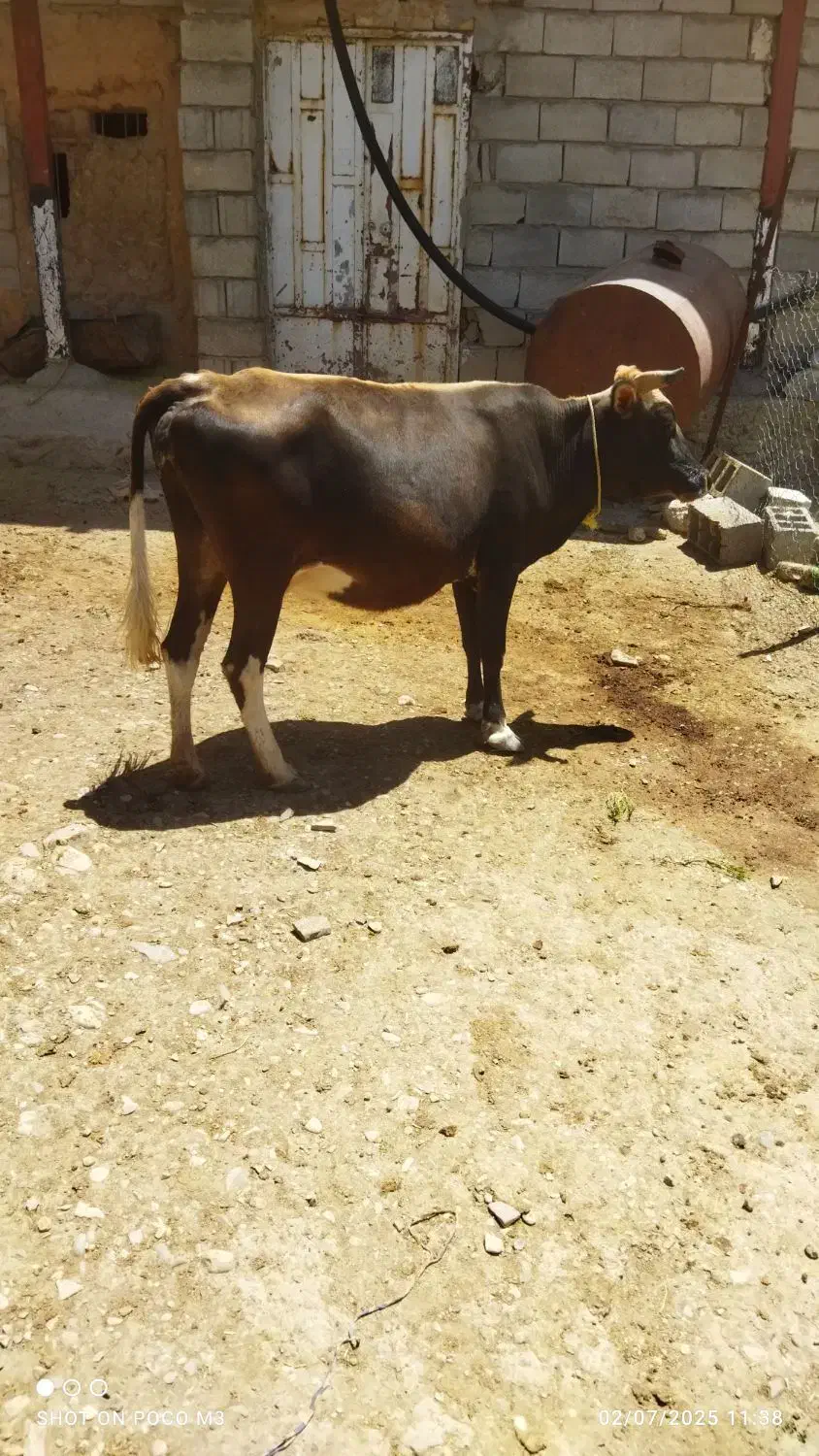 گاو  گوساله نر هر دو|حیوانات مزرعه|زمکان, |دیوار