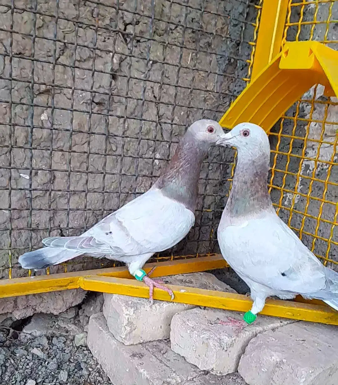 هفترنگ خطی|پرنده|بشاریات, |دیوار