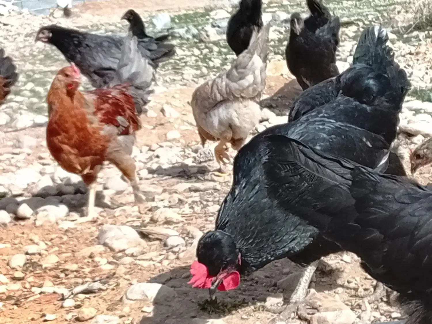 جوجه مرغ محلی|حیوانات مزرعه|داراب, |دیوار