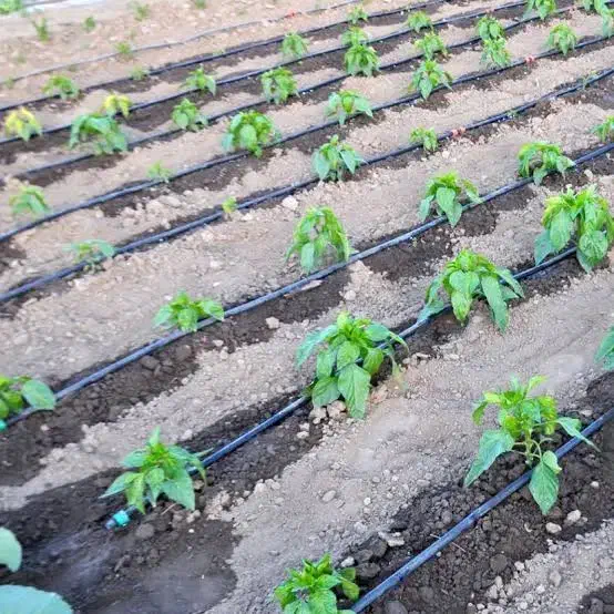 آبیاری قطره ای .لوله کشی باغ.لوله پلی اتیلن. لوله|خدمات باغبانی و درختکاری|تهران, پاسداران|دیوار