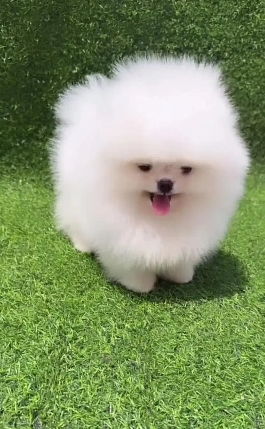 پامرانین بو فیس و تاینی پودل رنگ دارک رد|سگ|اصفهان, ملکشهر|دیوار