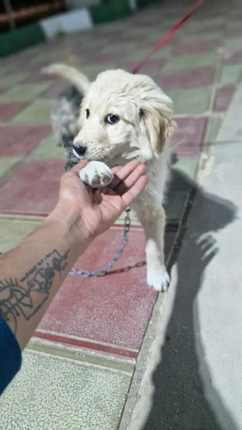 سگ گلدن روتریور|سگ|بیرجند, |دیوار