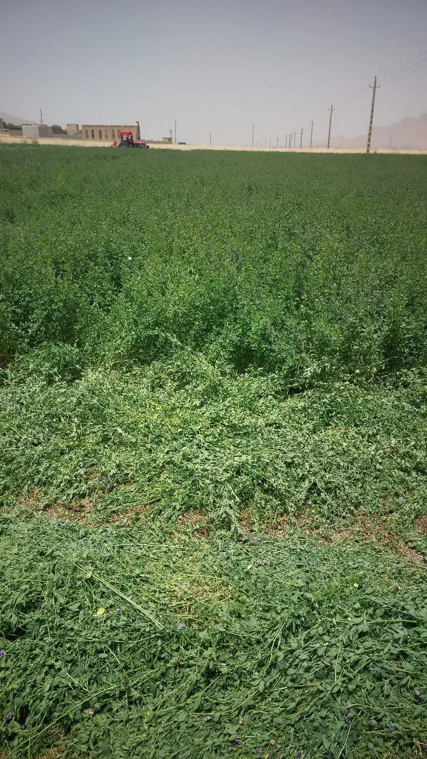 یونجه|خدمات باغبانی و درختکاری|سرپل ذهاب, |دیوار
