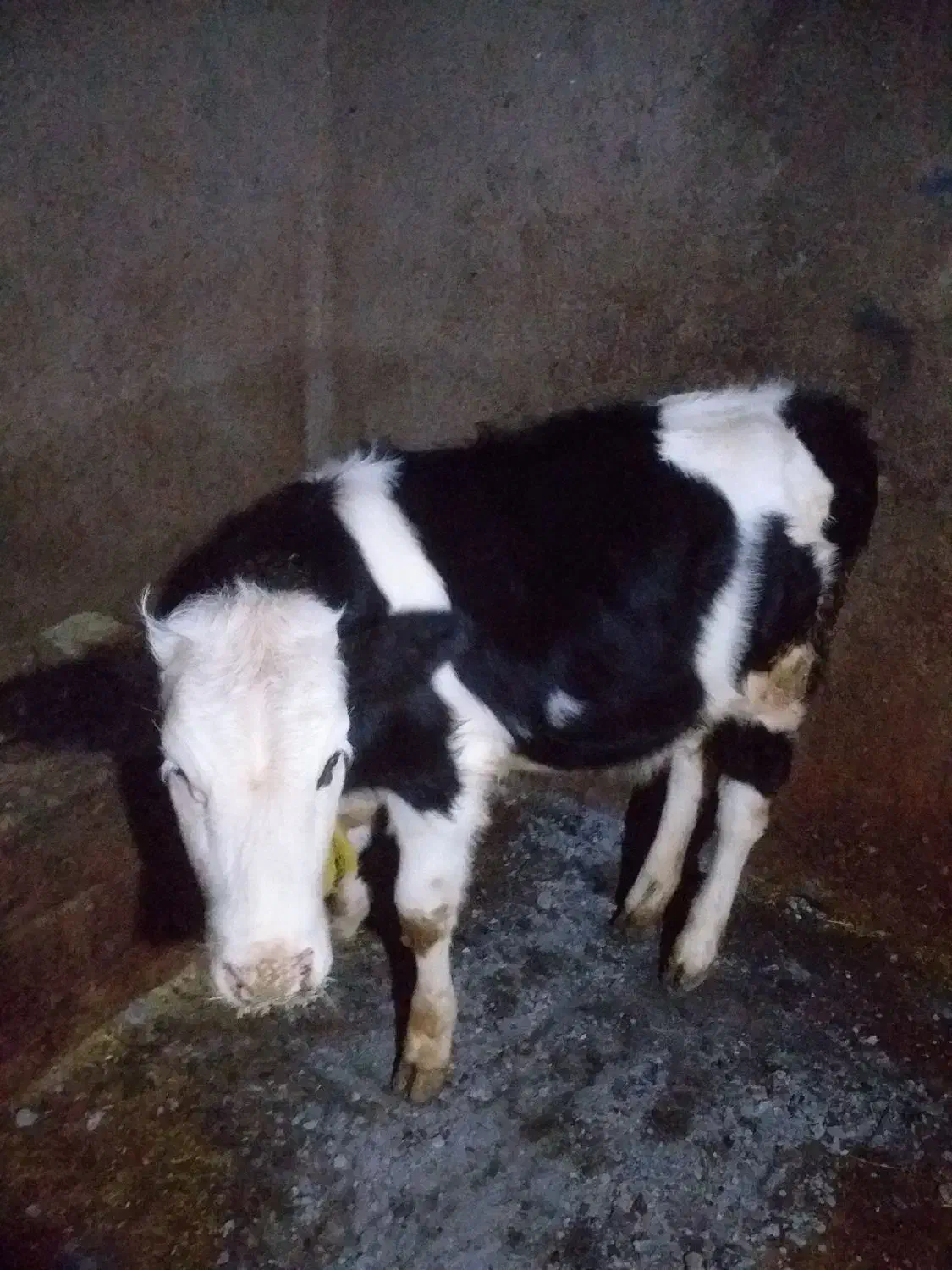 گاو گوساله روستای کومائین|حیوانات مزرعه|موچش, |دیوار