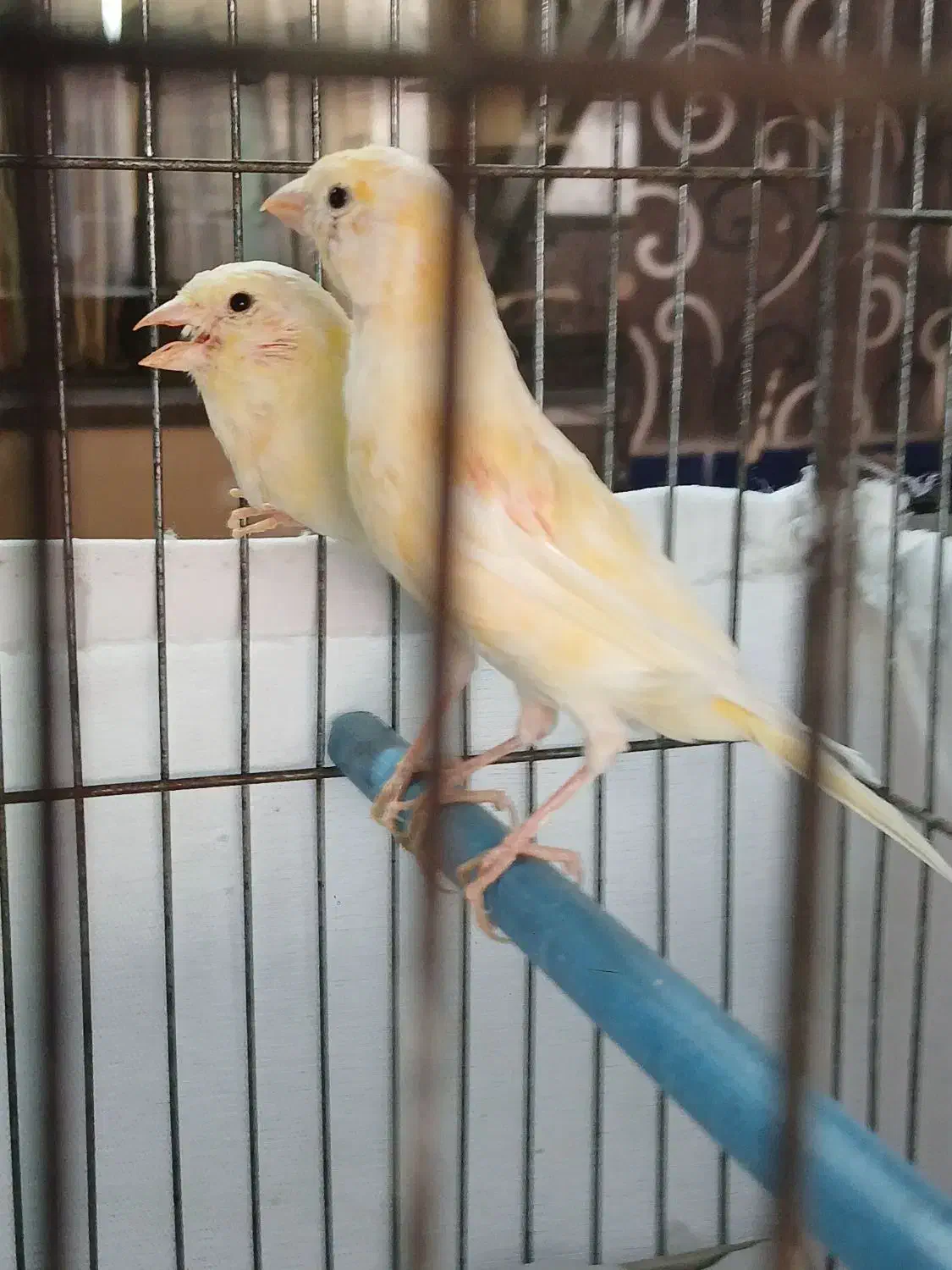 دو عدد قناری جوجه ریزه خوان|پرنده|اردبیل, |دیوار