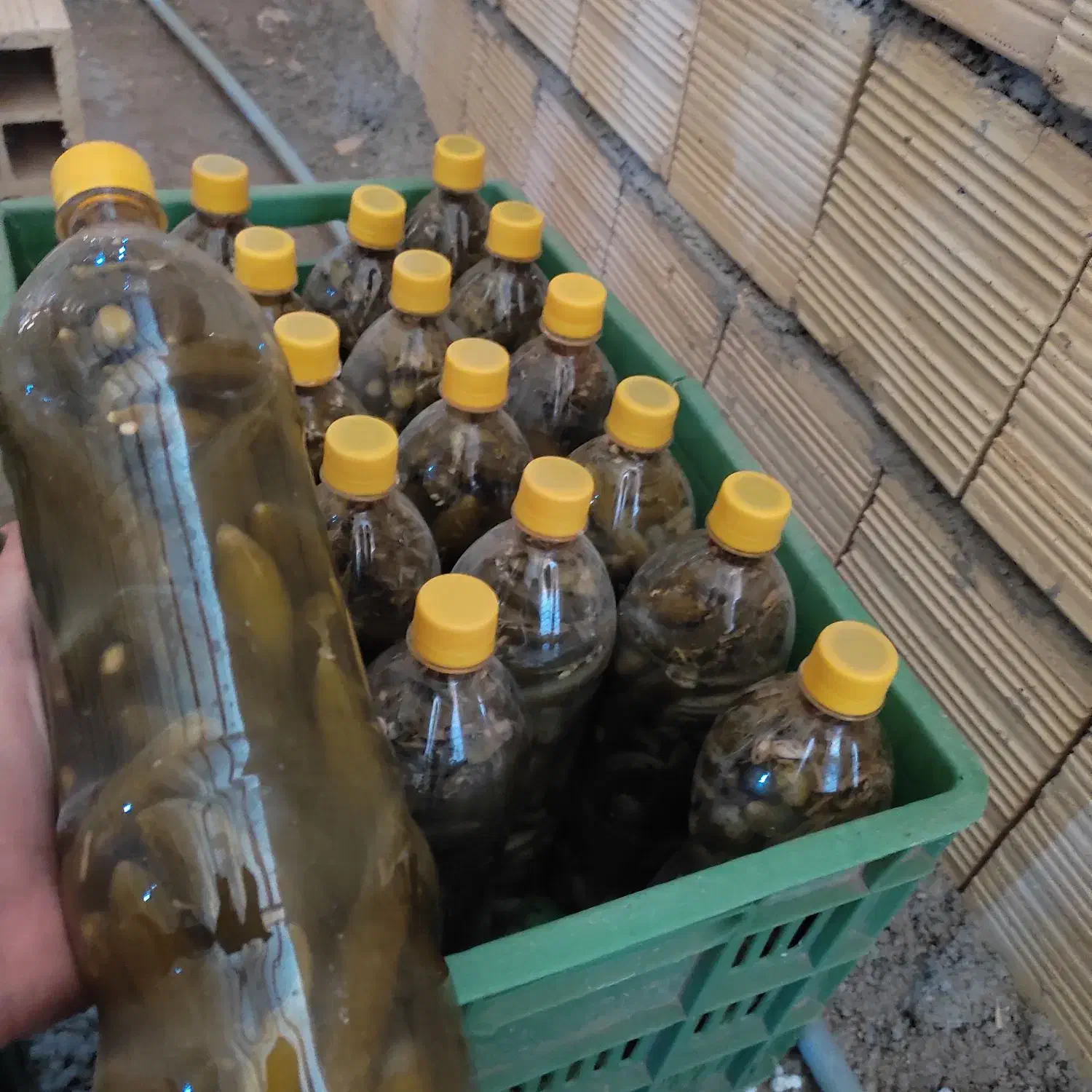 خیار شور|خوردنی و آشامیدنی|گیان, |دیوار