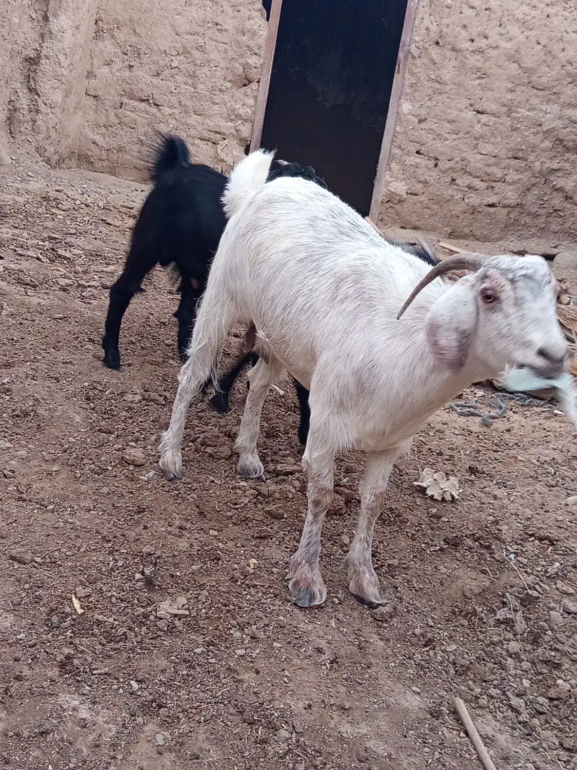 بز همراه دوشنک نر|حیوانات مزرعه|مهرستان, |دیوار