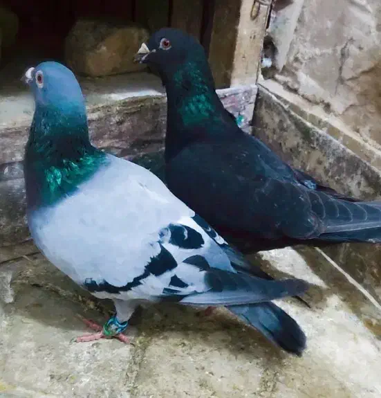 کفتر|پرنده|راز وجرگلان, |دیوار