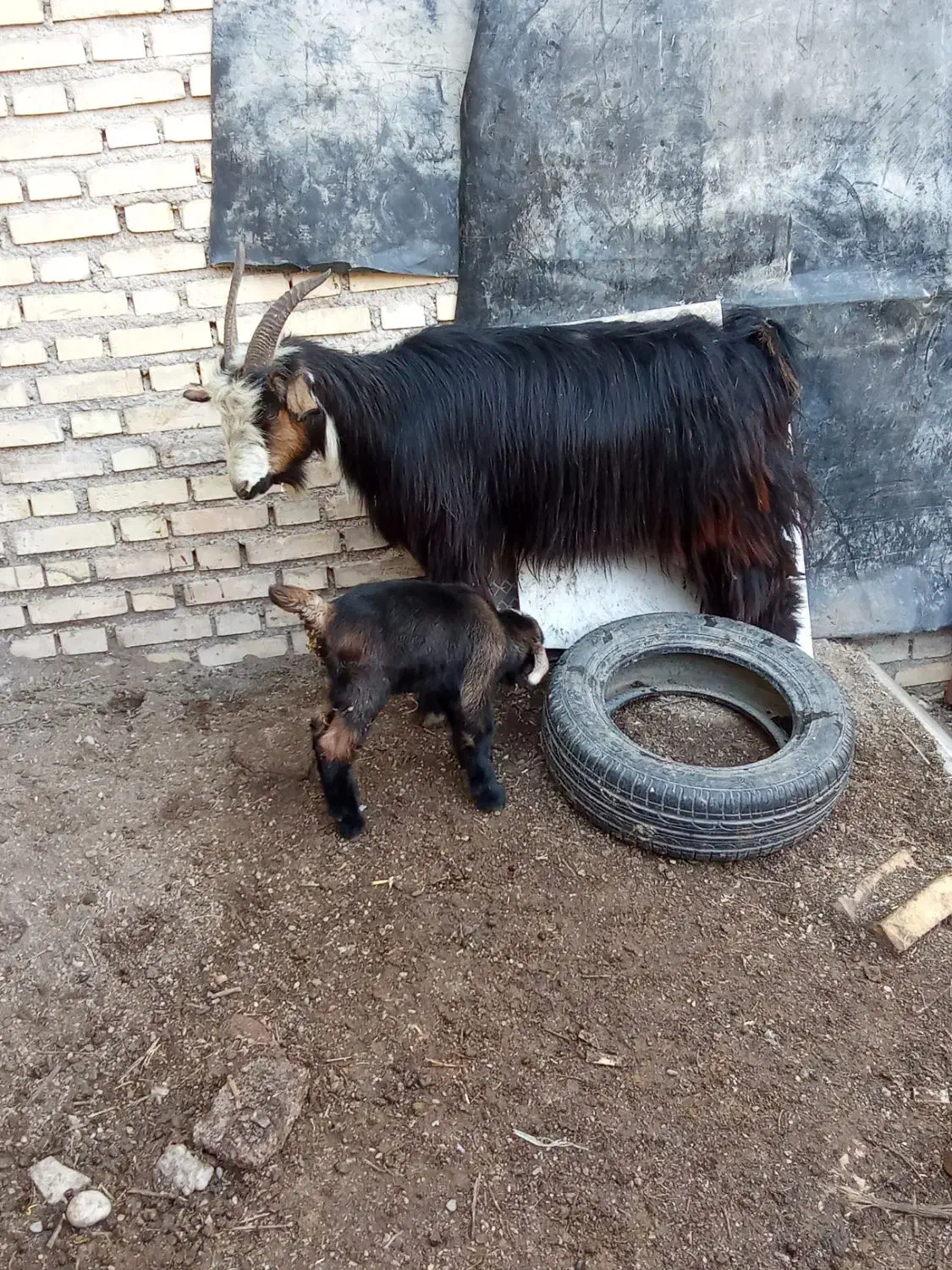 بره و بز|حیوانات مزرعه|گتوند, |دیوار