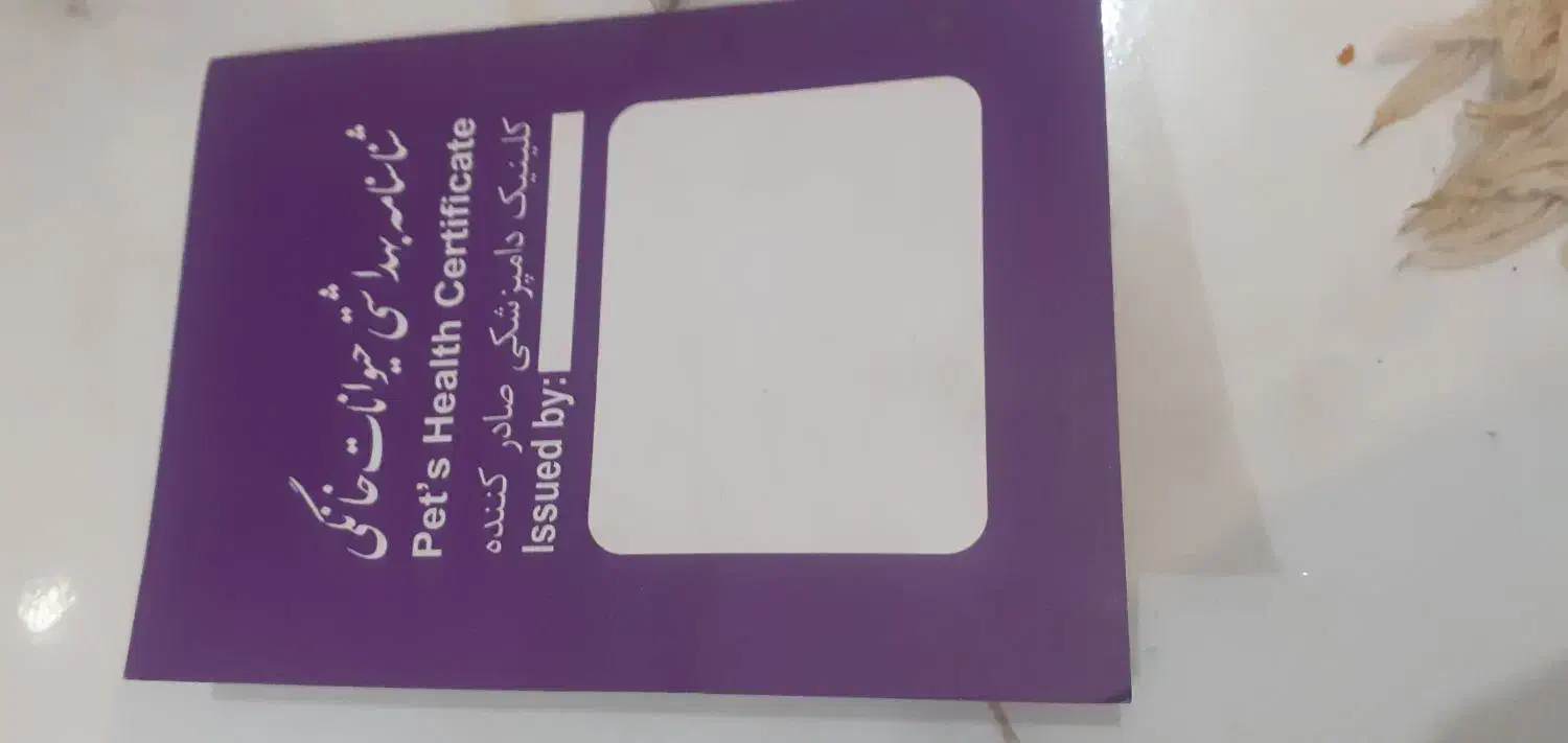 سگ تربیت شده شناسنامه دار|سگ|پاکدشت, پاکدشت (مامازند)|دیوار