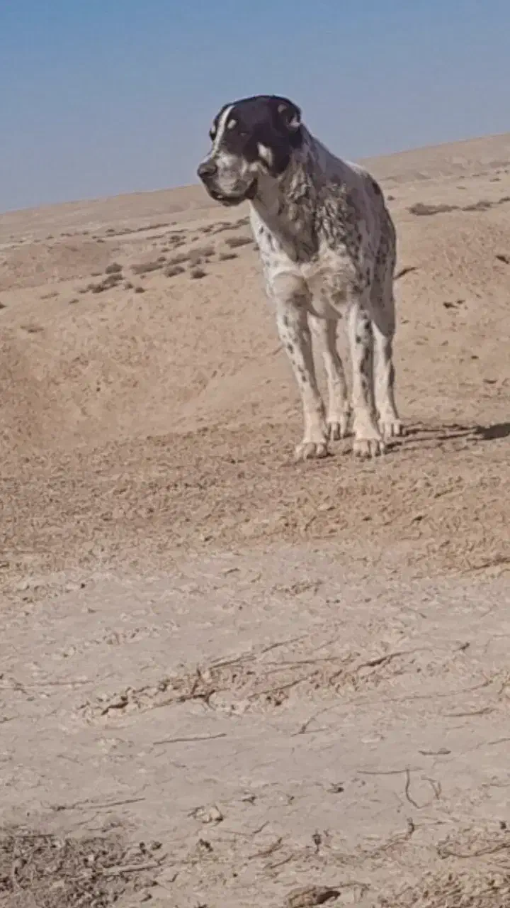 فروشی آلابای 2ساله|سگ|مراوه, |دیوار