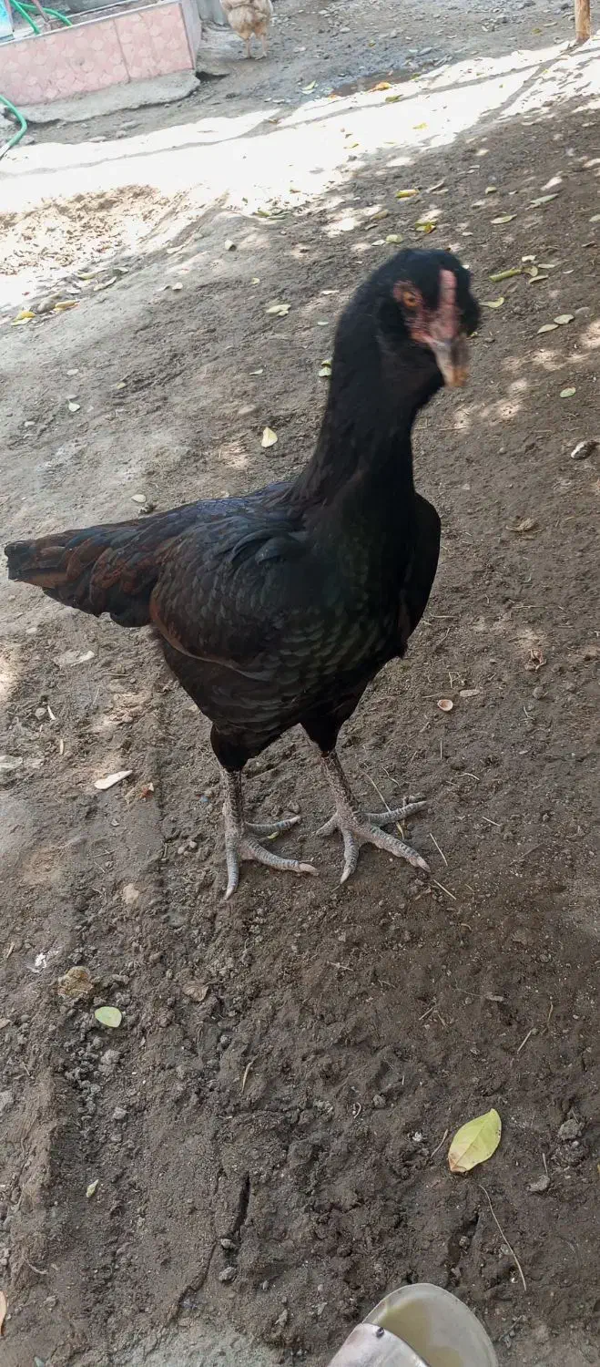 فروشی|حیوانات مزرعه|میناب, |دیوار