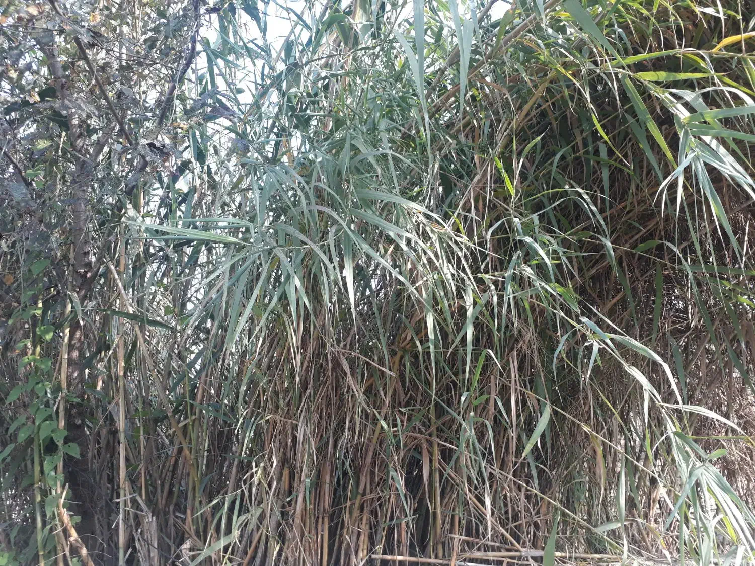 نی تازه ویلا باغ خانه|عمدهفروشی|ماسال, |دیوار