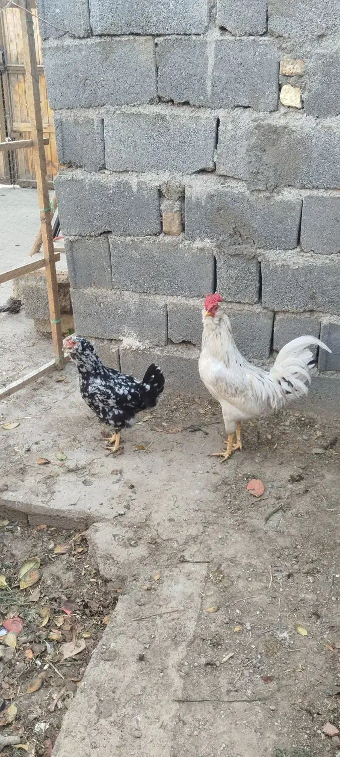 تخم نطفه دار وجوجه گلین باکیفیت و نیمچه امروک|حیوانات مزرعه|مشهد, زیبا شهر|دیوار