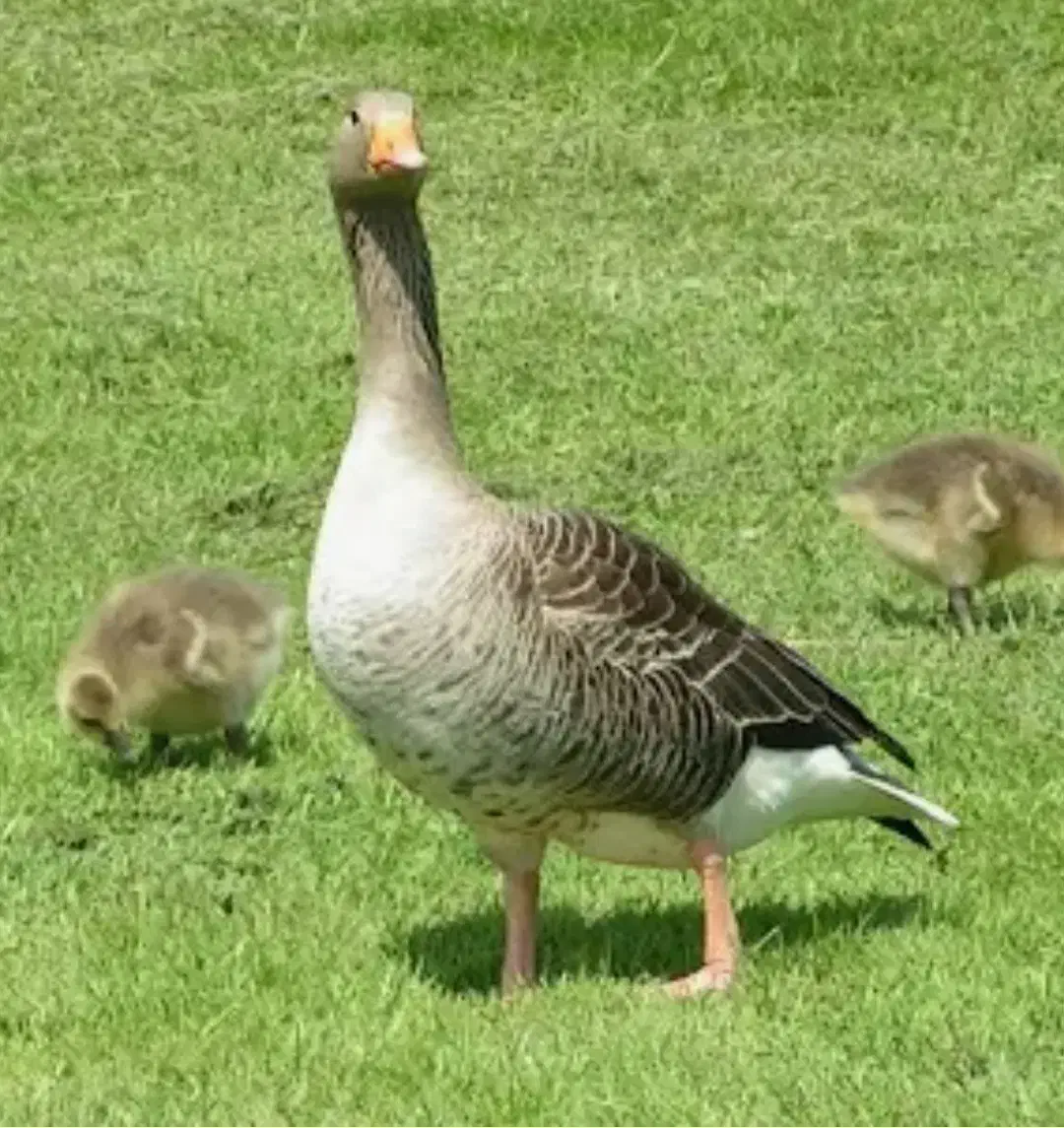 غاز|حیوانات مزرعه|چمران, |دیوار