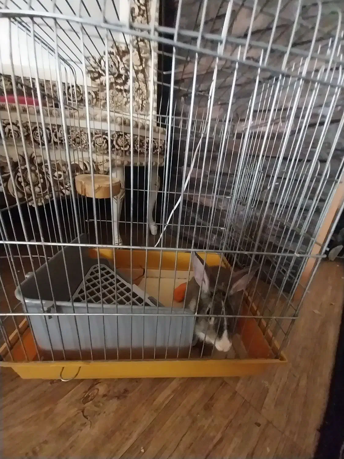 اهدا خرگوش|موش و خرگوش|همدان, |دیوار