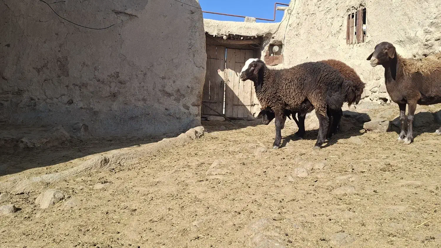 بره نر هترو بالا ۷۰ کیلو|حیوانات مزرعه|سرولایت, |دیوار