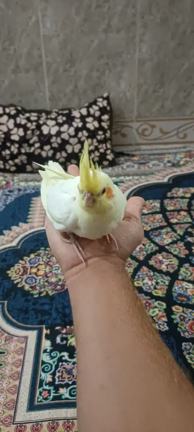 جوجه ی عروس هلندی ۴۰روزه|پرنده|بندر دیر, |دیوار