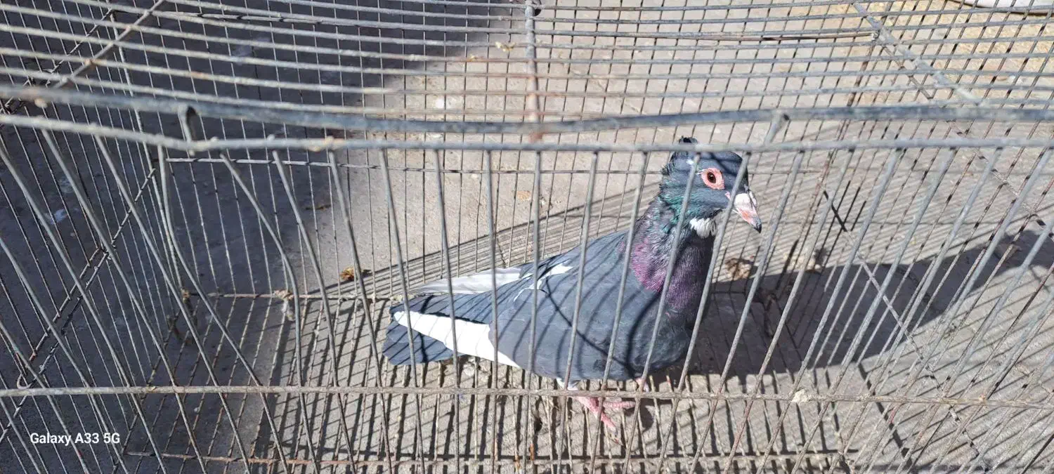 پلنگ سینه قهوه ای نروماده سینه قهوه ای وسینه سیاه|پرنده|کرمان, |دیوار