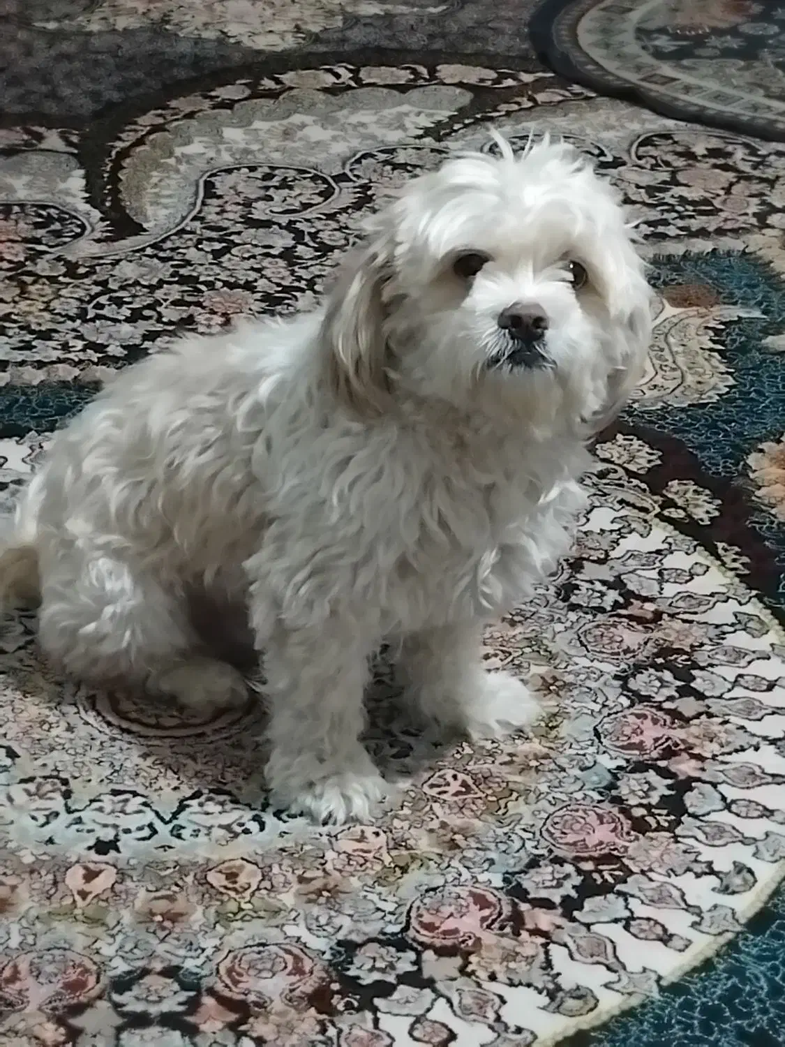 سگ شیتزو|سگ|بروجرد, |دیوار