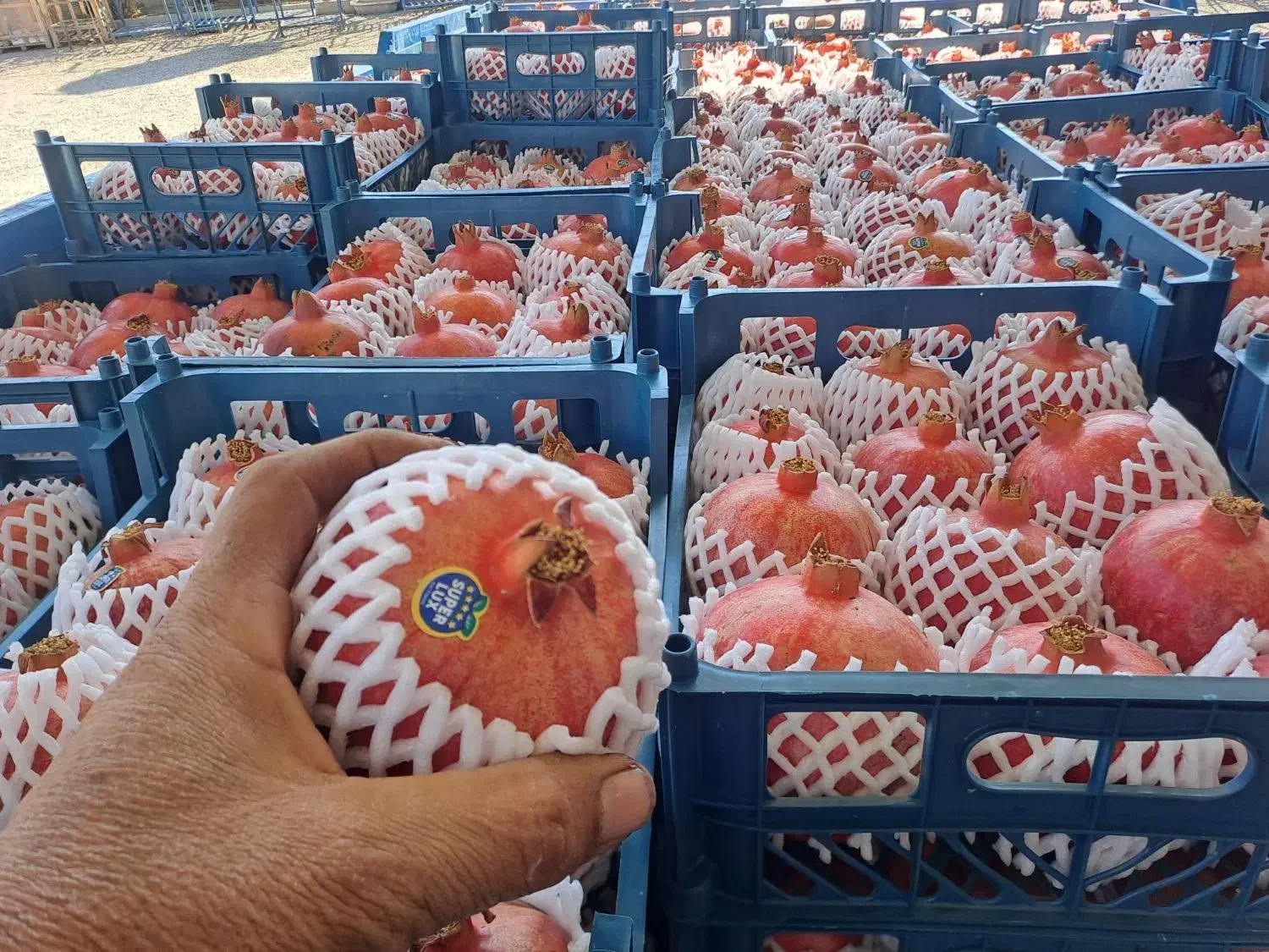 انار رباب|خوردنی و آشامیدنی|طسوج, |دیوار