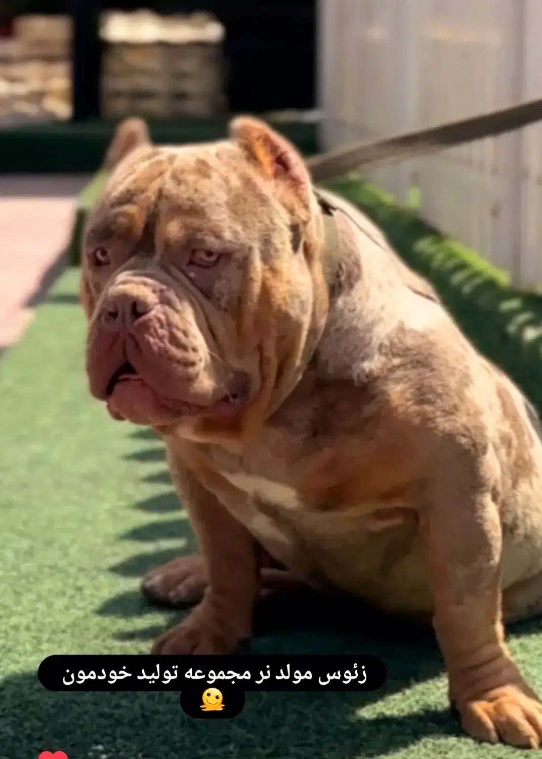 آمریک بولی|سگ|بومهن, |دیوار