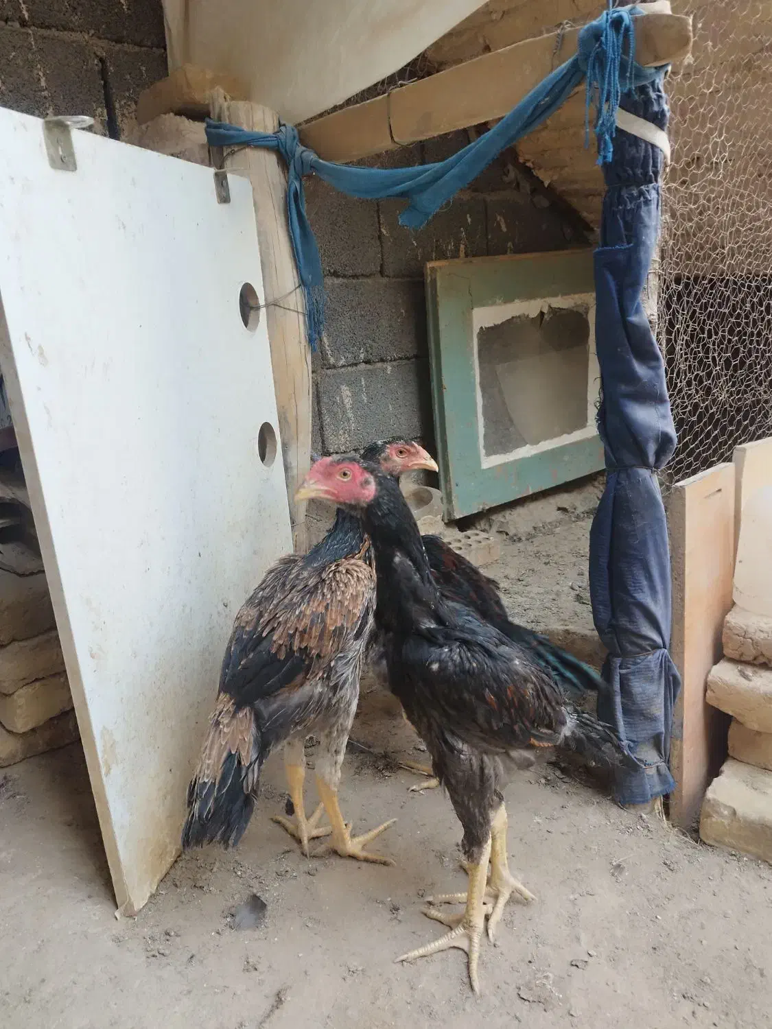 جوجه اوشامو|حیوانات مزرعه|مشهد, ویلاشهر|دیوار