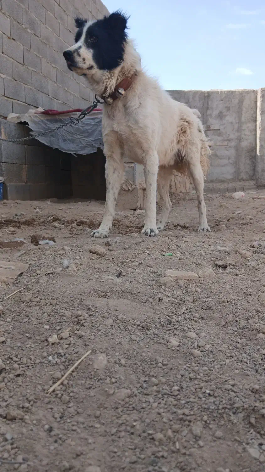 واگذاری سگ|سگ|برخوار, |دیوار