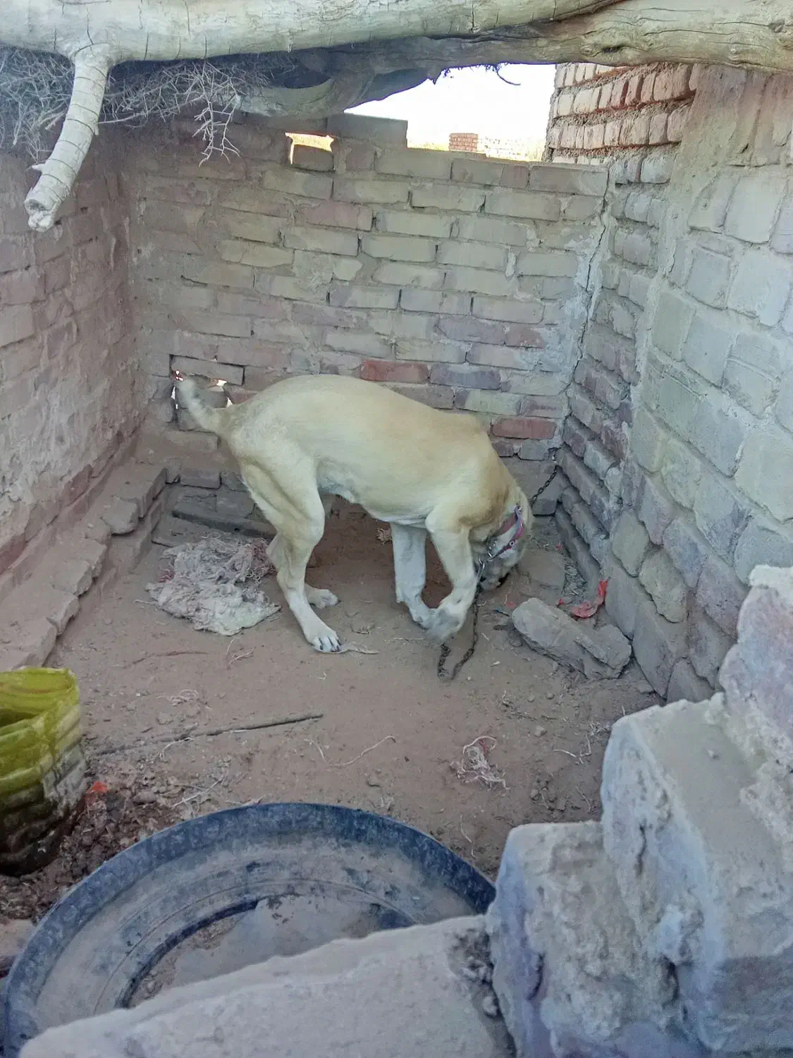 کچ دل فروشی موقعیت سرایان|سگ|سرایان, |دیوار