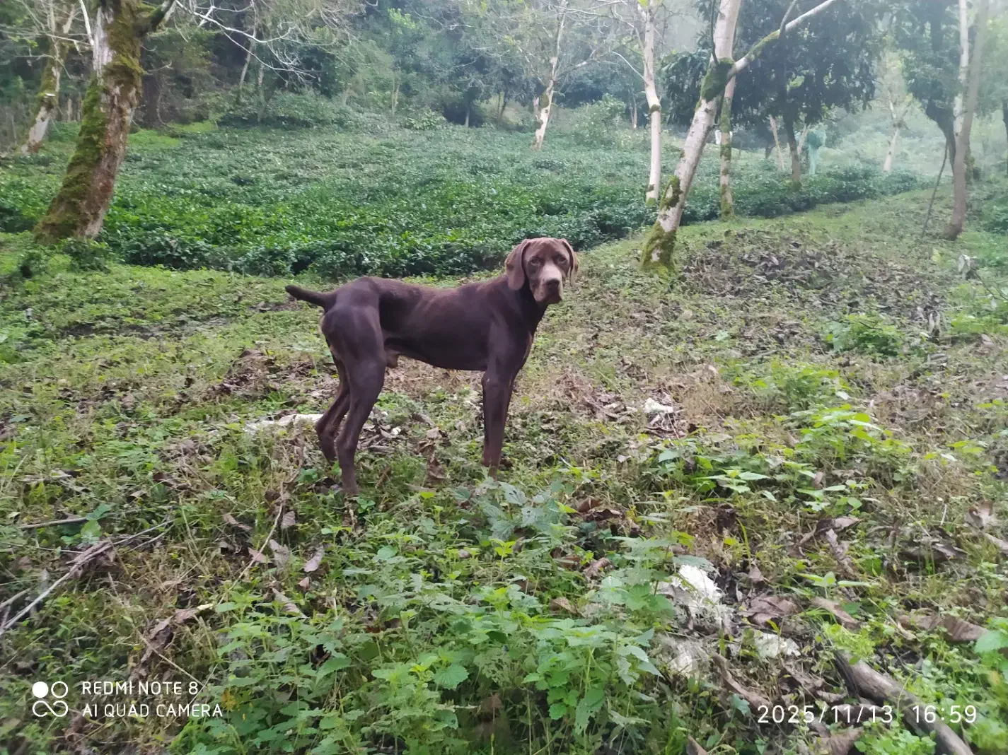 سگ شکاری پویینتر انگلیسی|سگ|لاهیجان, لیل|دیوار