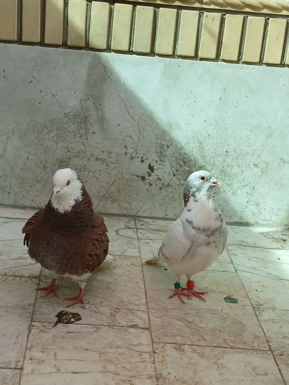 کبوتر|پرنده|فولادشهر, B2|دیوار