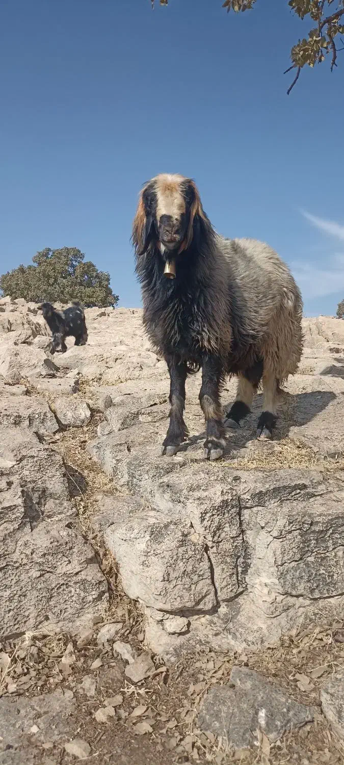 نرمیش ترکی اصل....اطراف لالی|حیوانات مزرعه|لالی, |دیوار