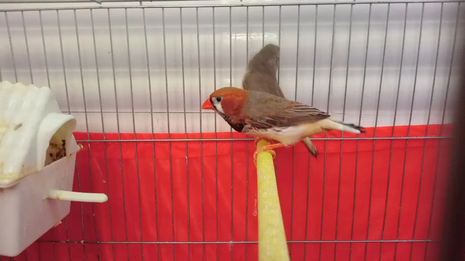 فنچ اورنج|پرنده|بهارستان, |دیوار