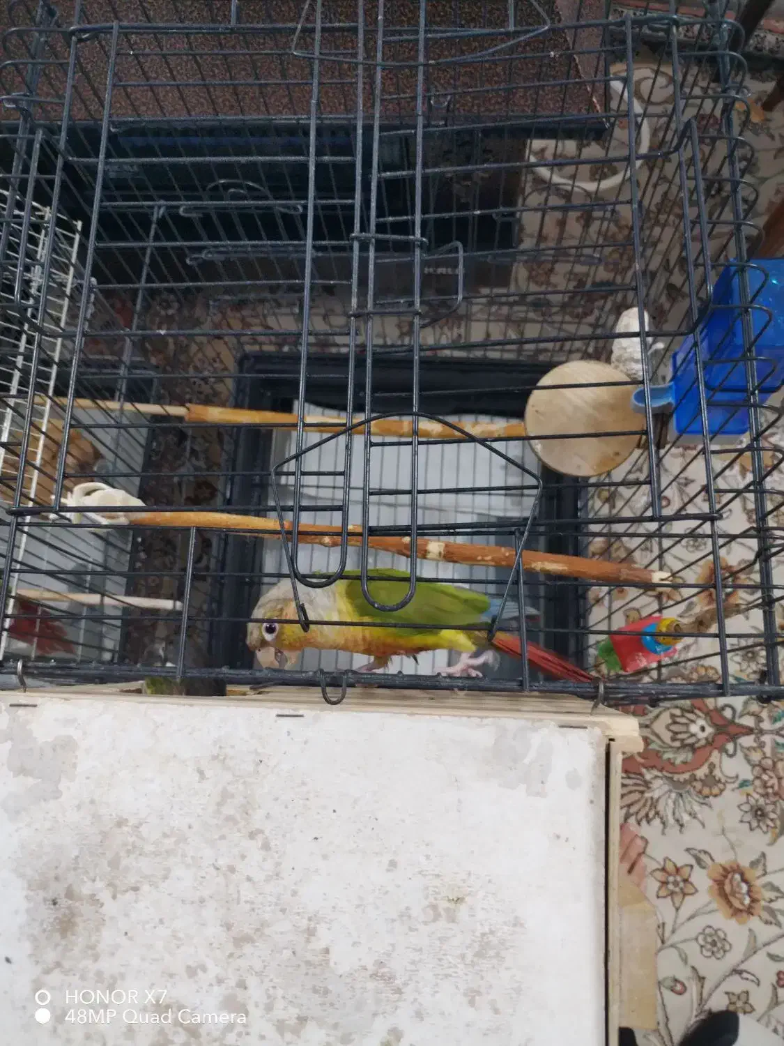 یک جفت گرینچیک سالم ‌ مخصوص جوجه کشی|پرنده|رودهن, |دیوار