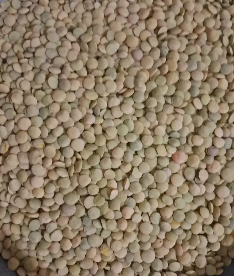 عدس درشت۱۸۰|خوردنی و آشامیدنی|نقده, |دیوار