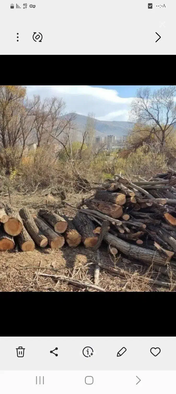 خریدار بیشه|خدمات باغبانی و درختکاری|الشتر, |دیوار