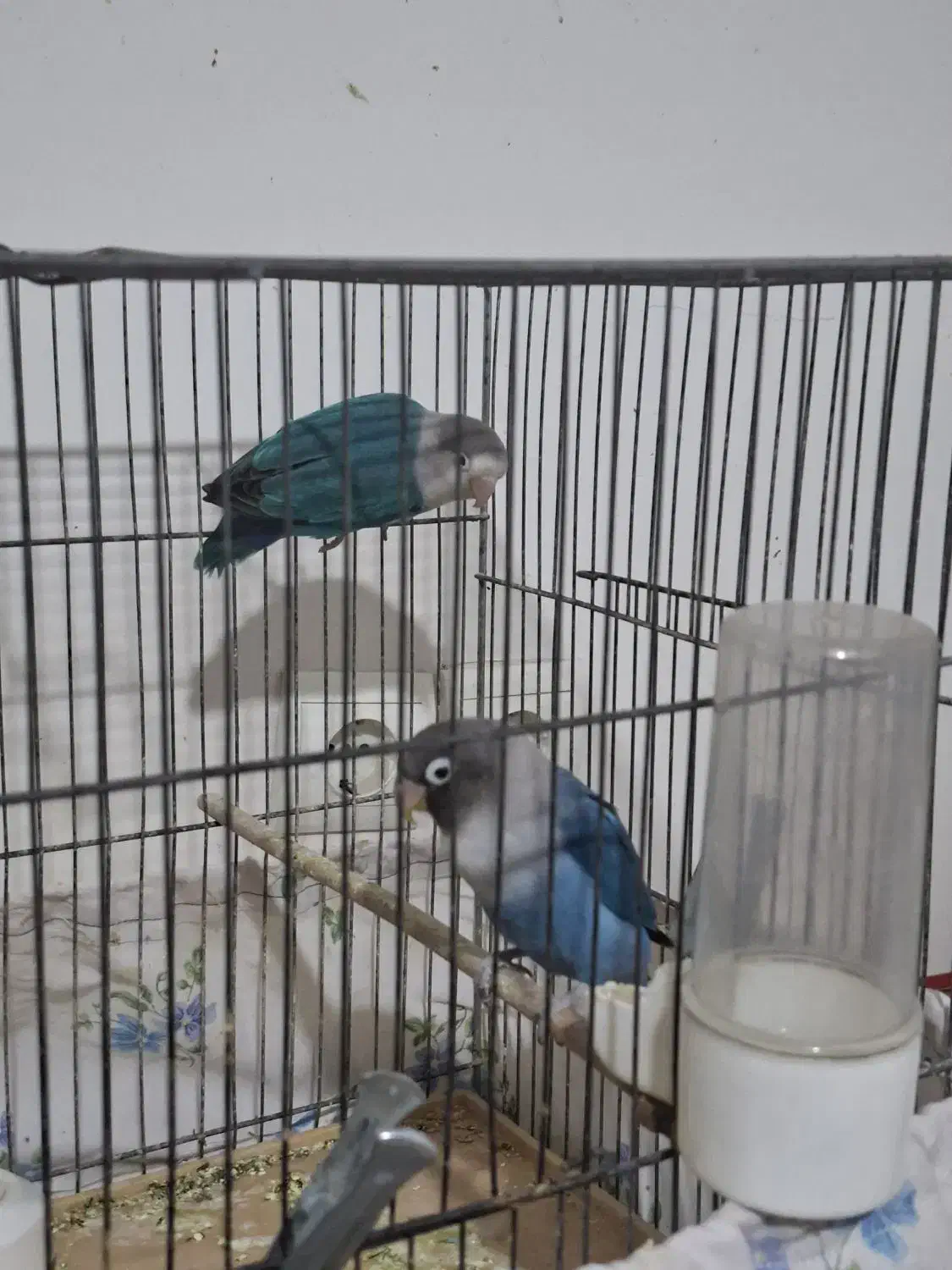 کوتوله برزیلی|پرنده|دزفول, |دیوار