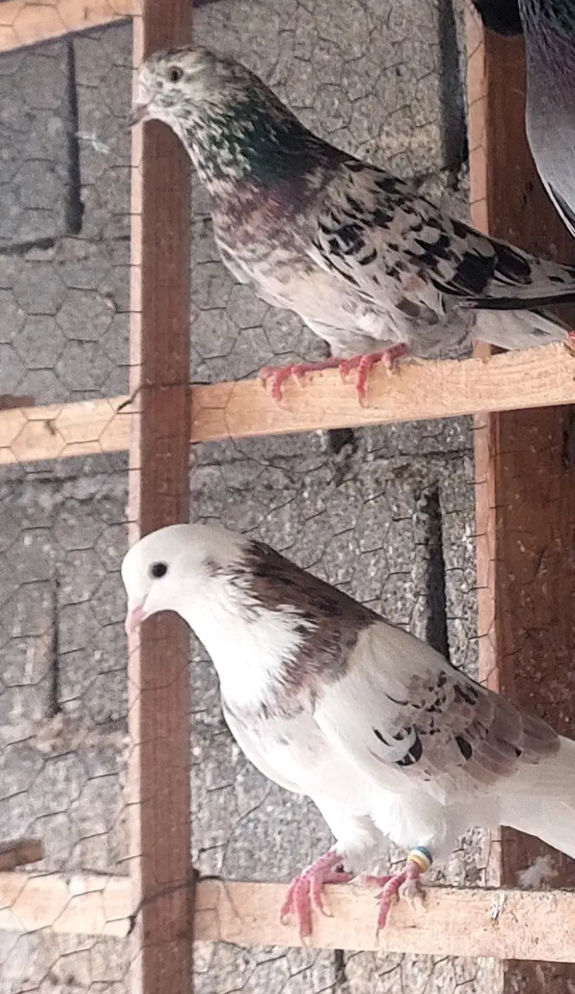 کفتر|پرنده|علیآباد کتول, |دیوار