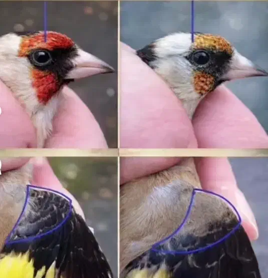 پرنده خاکی قناری|پرنده|شیراز, کوشک میدان|دیوار