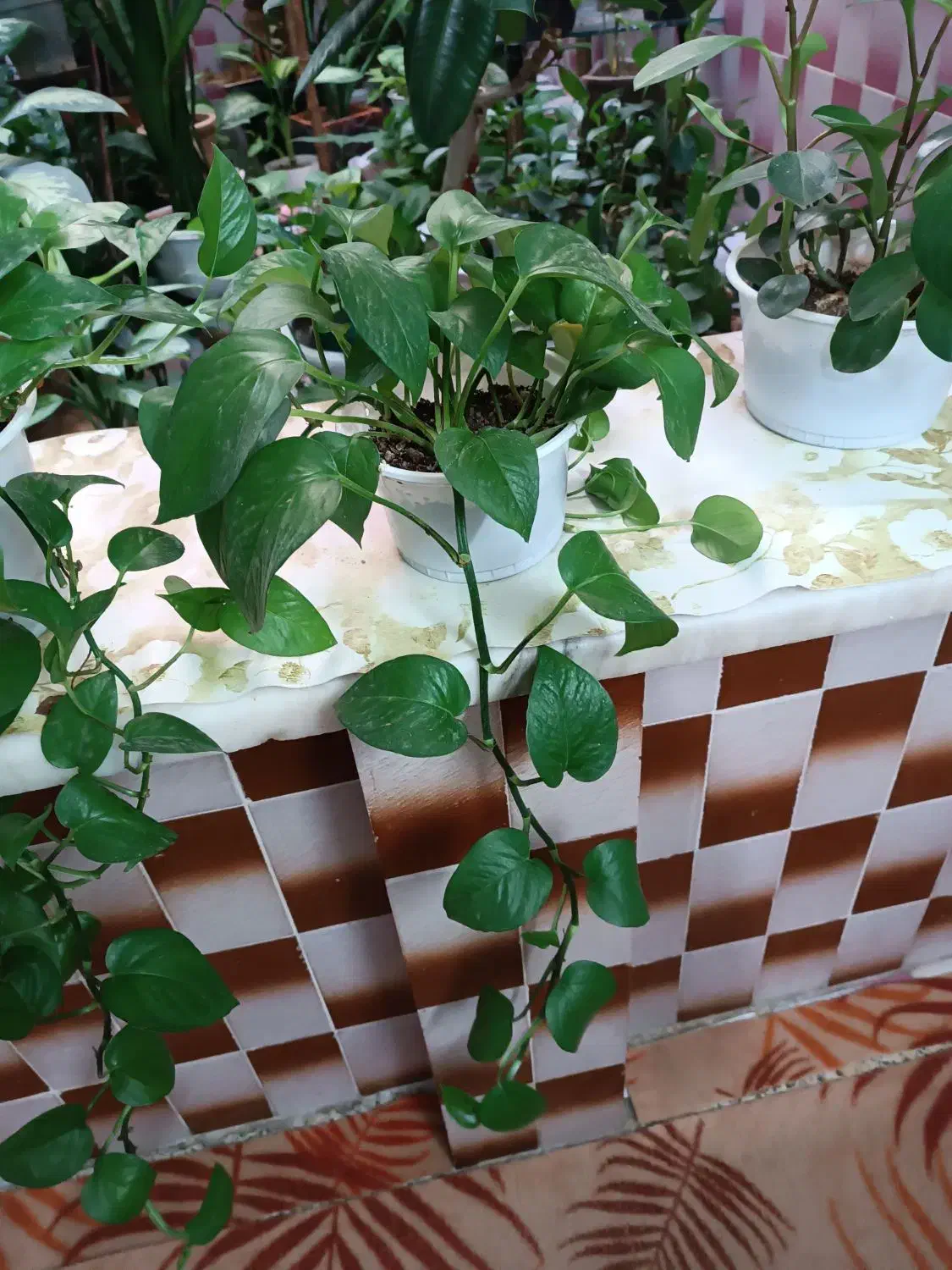 گل طبیعی|گل و گیاه طبیعی|خرم‌آباد, |دیوار