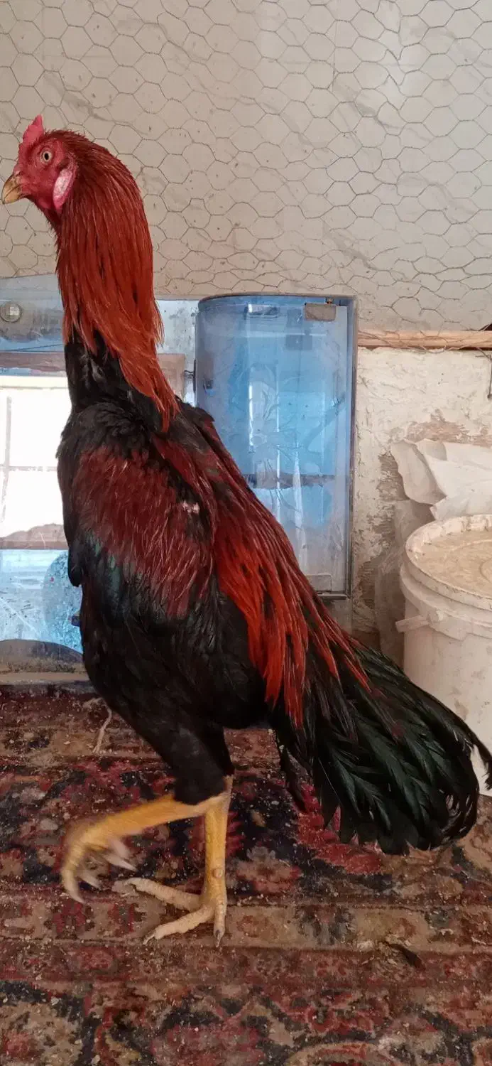 خروس لاری|حیوانات مزرعه|رباط‌کریم, نصیرشهر|دیوار