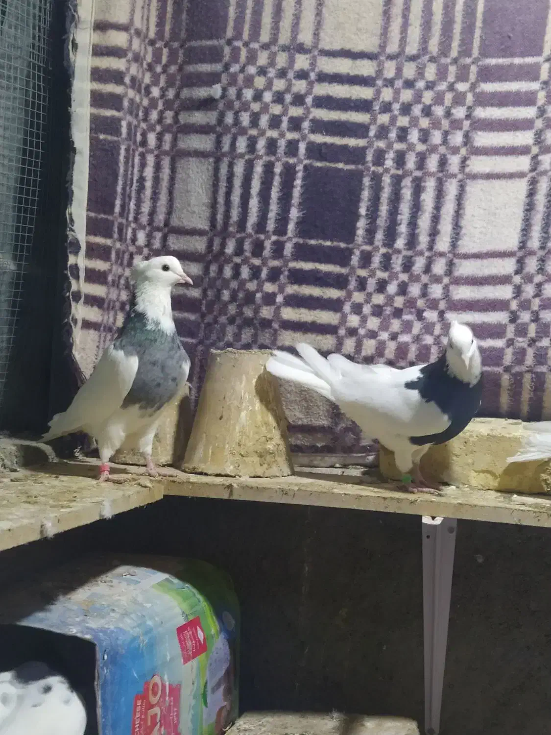 کبوتر طوقی|پرنده|مبارکه, |دیوار