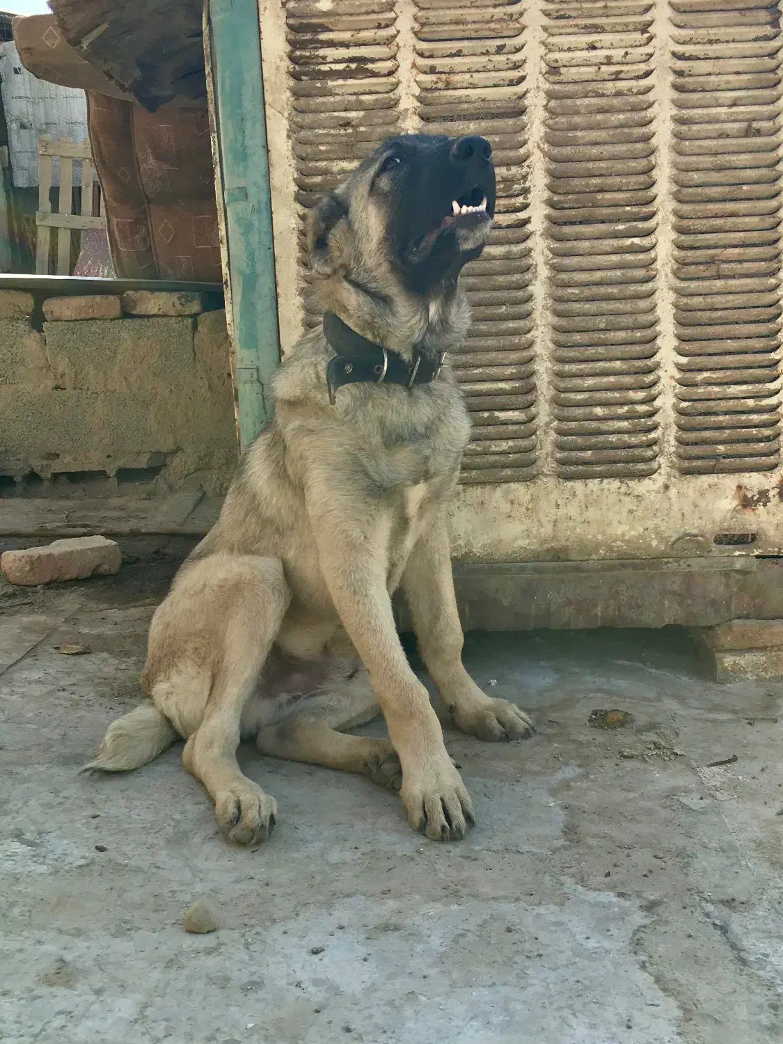 سگ سراب|سگ|چهاردانگه (تهران), |دیوار