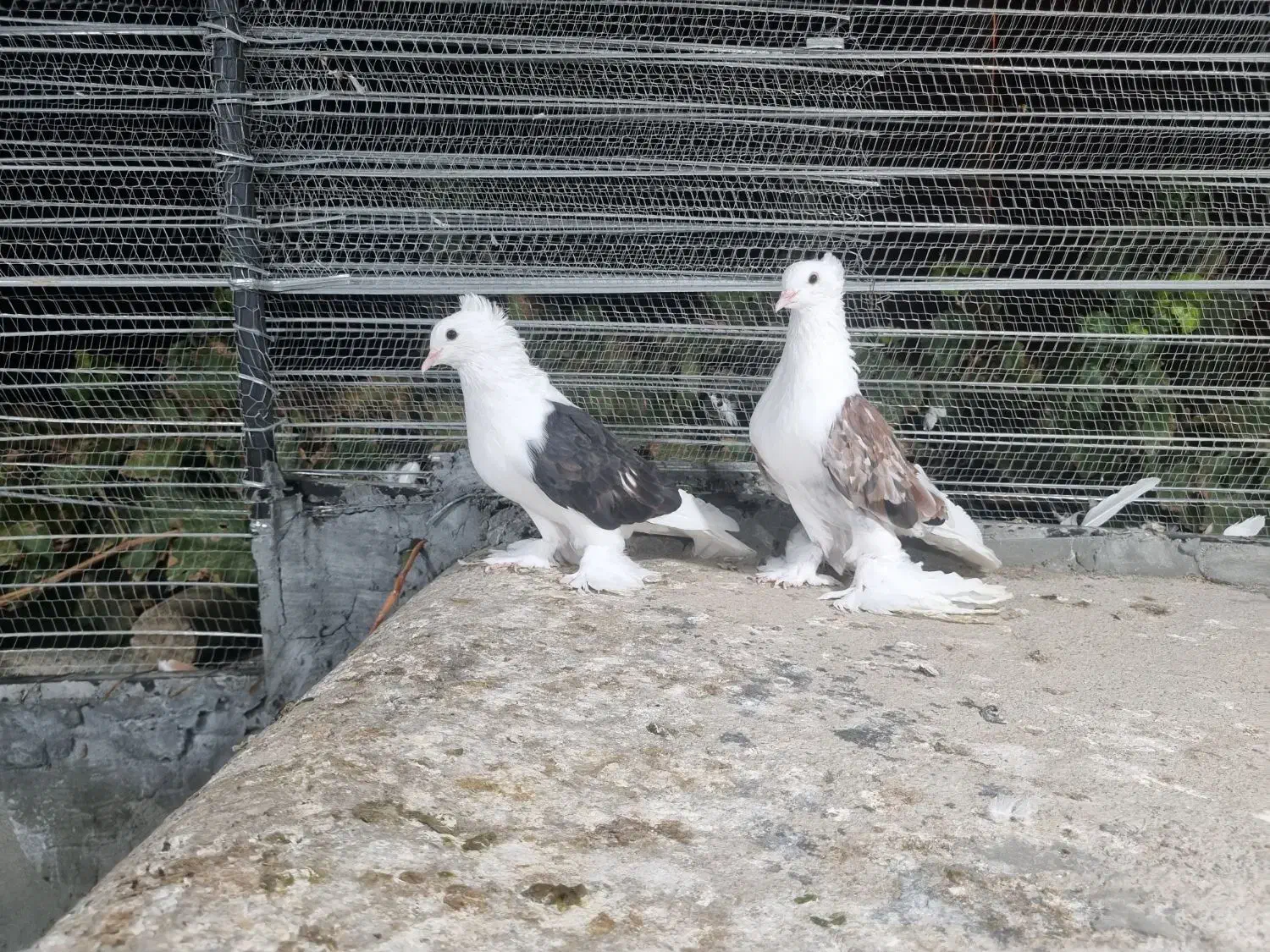 کبوتر تزئینی|پرنده|شاهرود, |دیوار