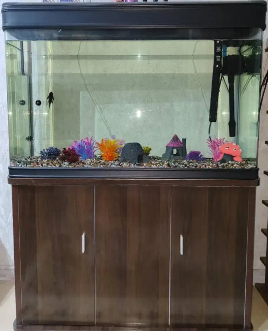 آکواریوم|ماهی|تهران, مهران|دیوار