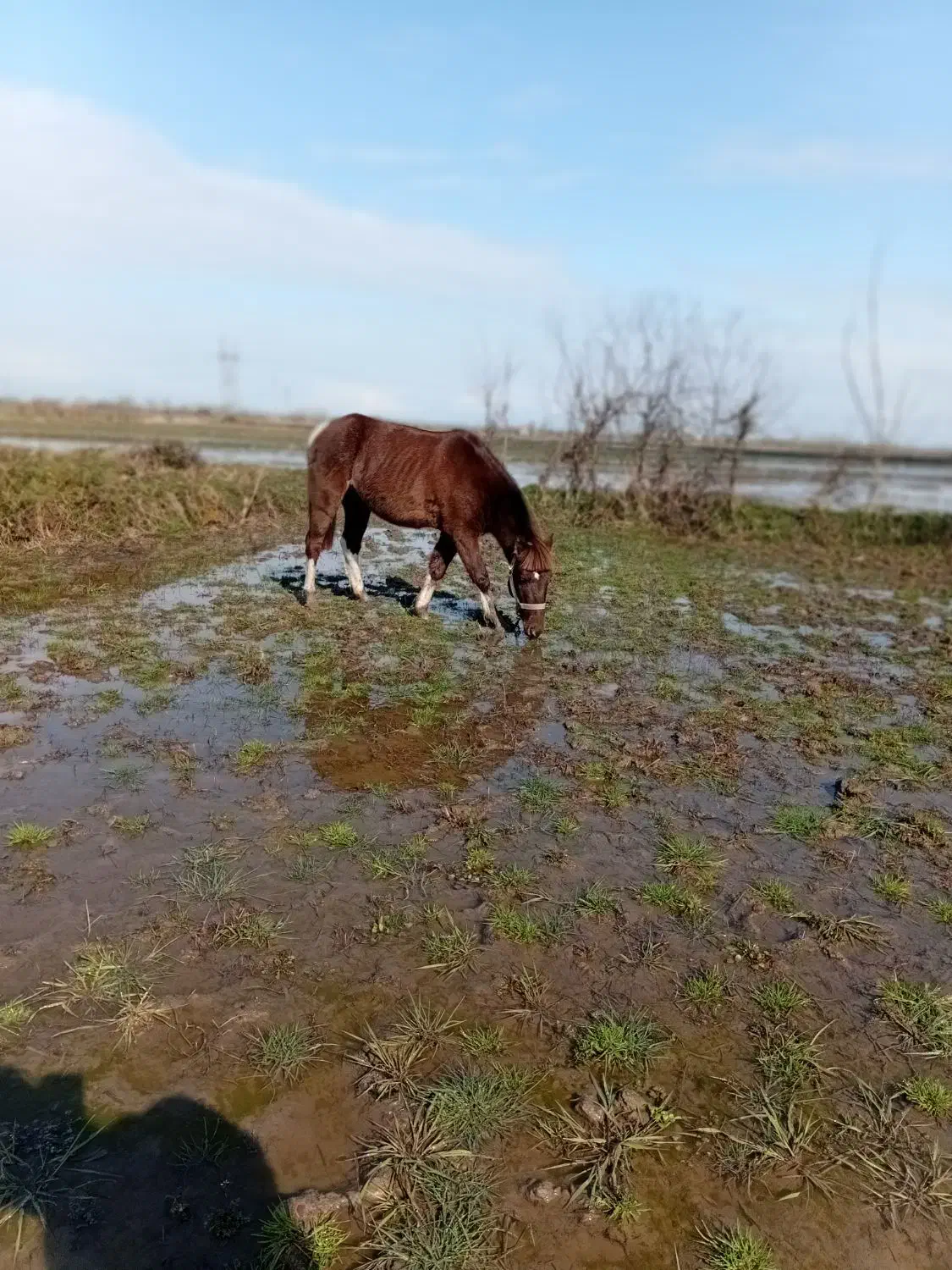 اسب سر حال تیز پا سواری عالی رامه رام|اسب و تجهیزات اسبسواری|تولم شهر, |دیوار