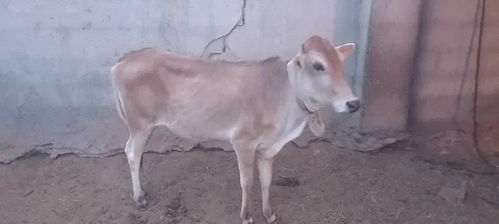 گاو شیری|حیوانات مزرعه|میناب, |دیوار