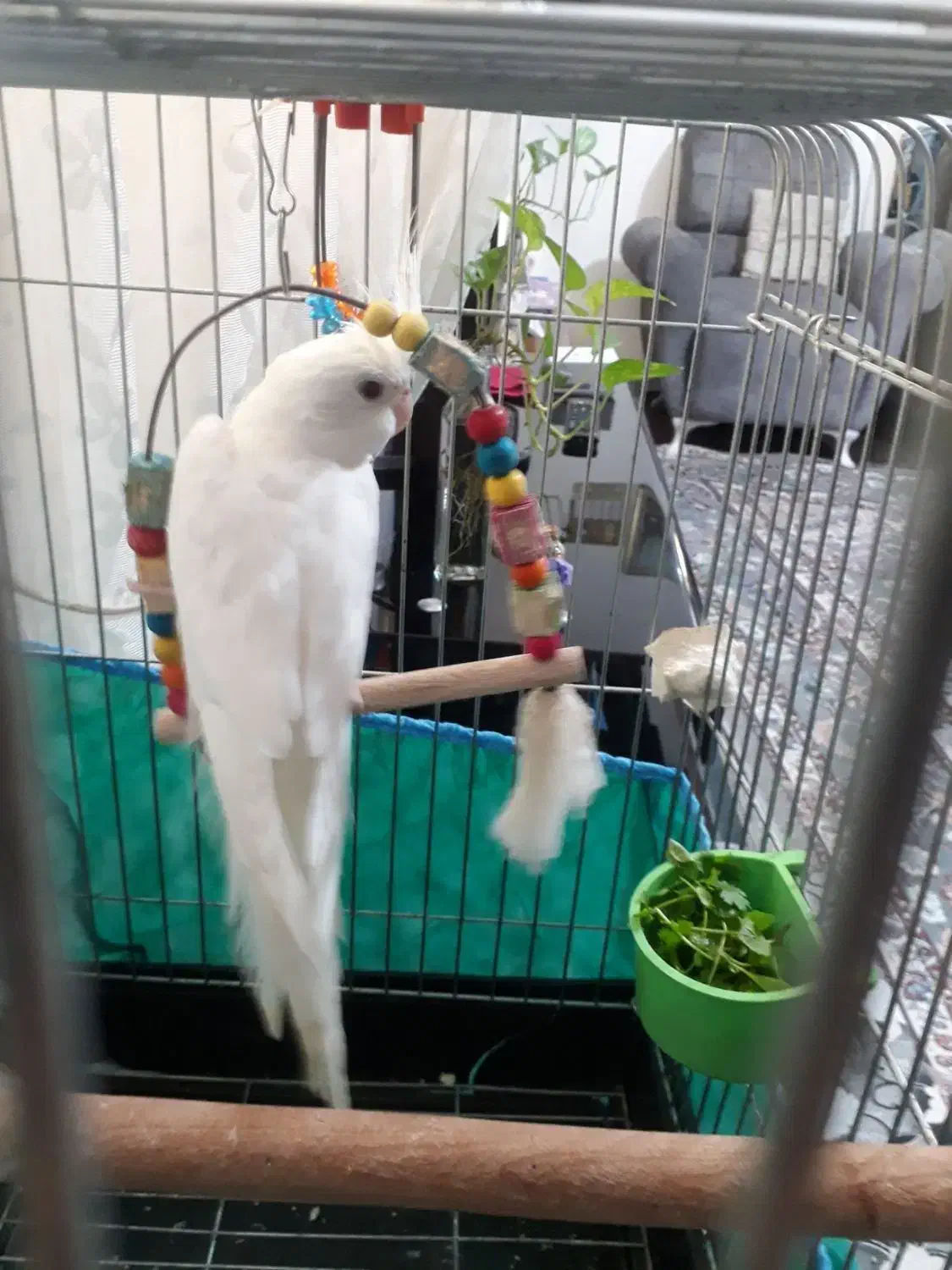 طوطی عروس سفید البینو|پرنده|رشت, باهنر|دیوار