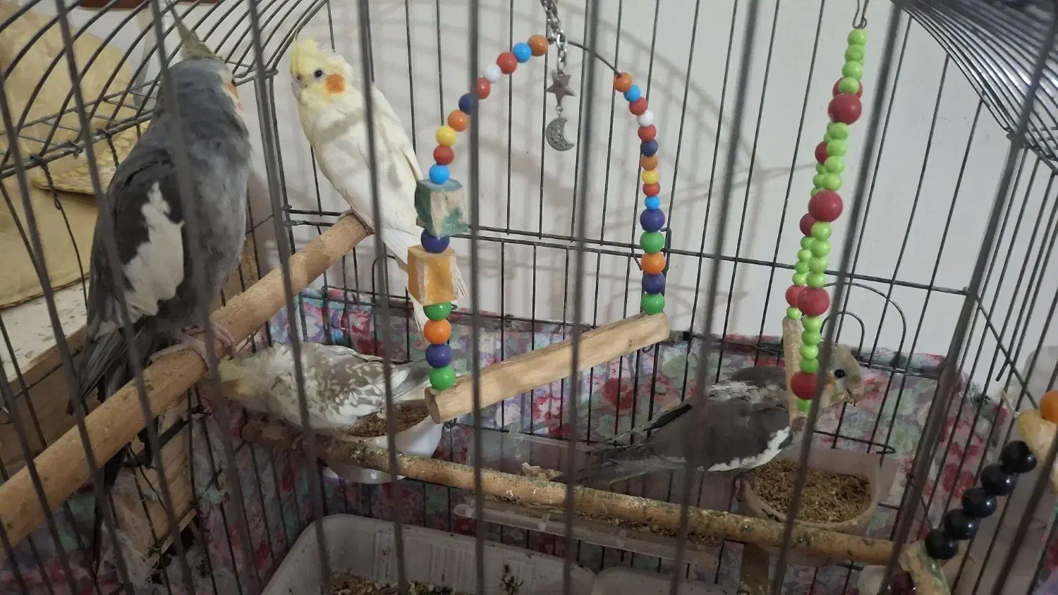 عروس هلندی|پرنده|رشت, پاره بیجار|دیوار